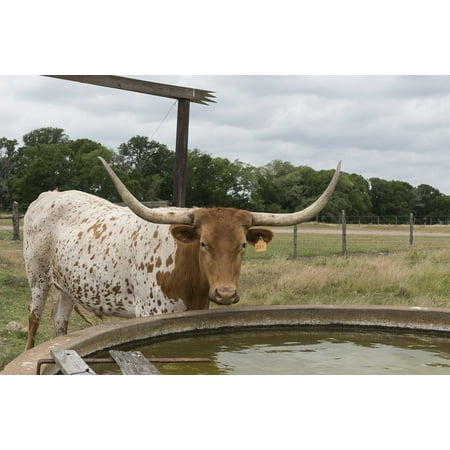 Canvas Print Beef Bovine Cattle Longhorn Steer Water Trough Stretched Canvas 32 x