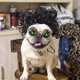 thumbnail image 3 of Divertida peluca de cosplay para perros y gatos, disfraces para mascotas, disfraz de gato para Halloween, Navidad, fiestas, festivales, pelucas para perros pequeños, medianos y grandes Rojo Verde, 3 of 4