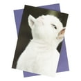 thumbnail image 5 of What Do You Meme?® Greeting Cards - Congratulations Card (Sheep), 5 of 5