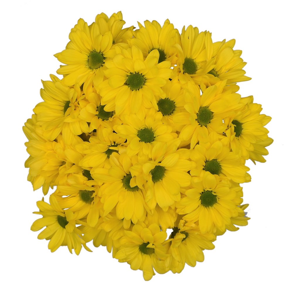 Daisy Poms, 6 Stems (color varies based on season and availability