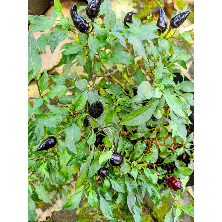 25 Seeds BLACK HUNGARIAN PEPPER Capsicum Annuum Mildly Hot Vegetable Seeds  - Walmart.com