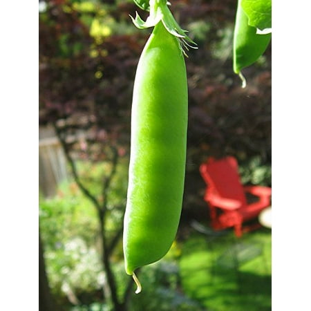 Pea Dwarf Grey Sugar Great Heirloom Vegetable Seeds By ...
