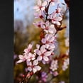 thumbnail image 3 of CafePress - Almond Blossoms In Spring Long Sleeve Dark T Shirt - Long Sleeve Dark T-Shirt, 3 of 4