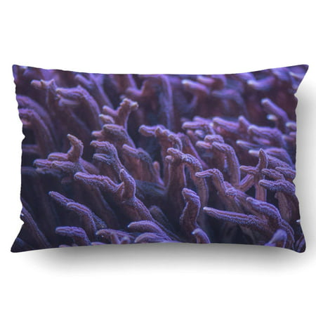 WOPOP Birdnest Sps Corals In Reef Tank With Blue Led Lights Pillowcase Pillow Cushion Cover 20x30 (Best Lighting Schedule For Reef Tank)