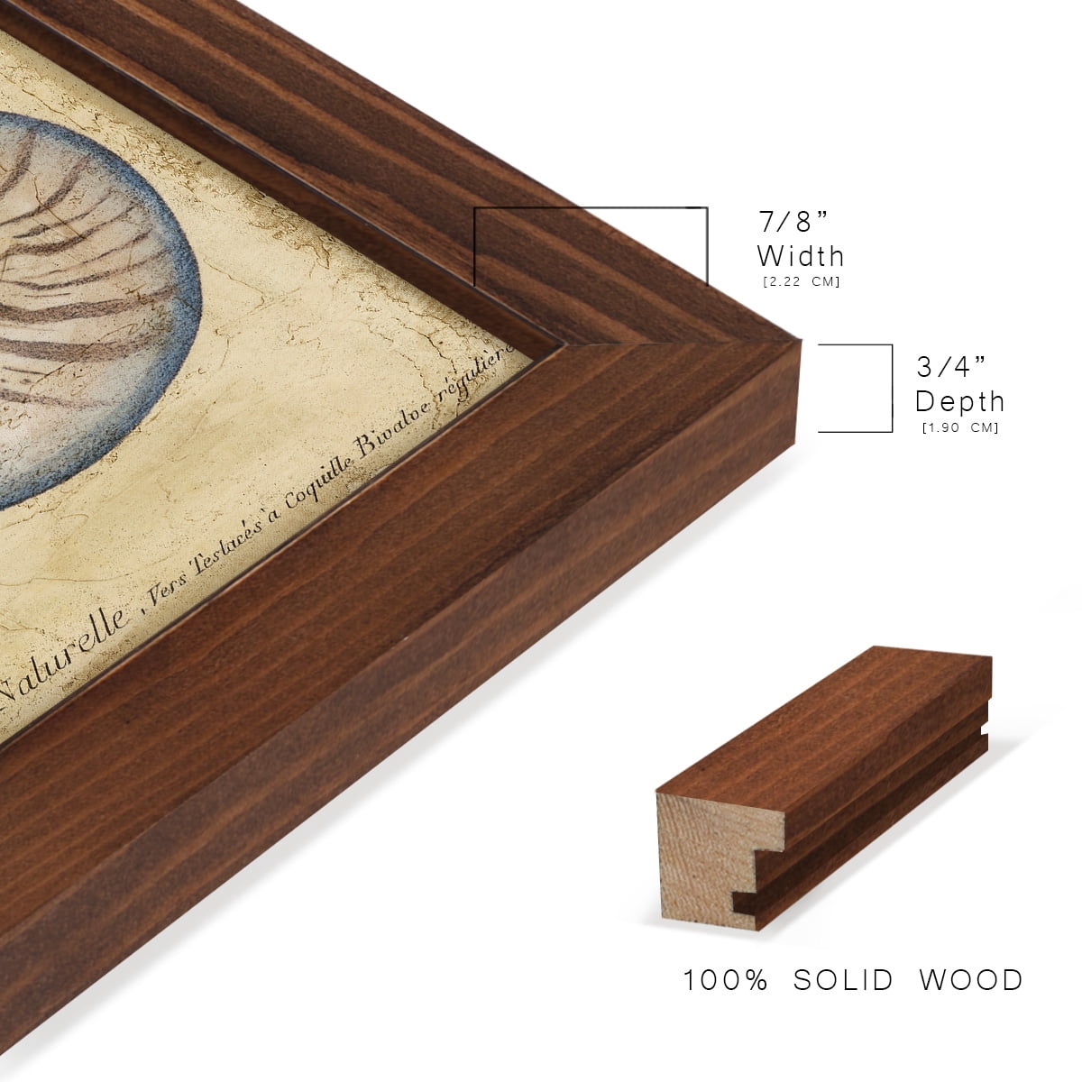 Seashell Ephemera II - Framed Print w/glass - Chestnut