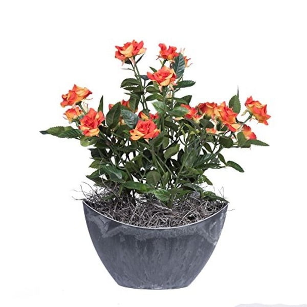 Vickerman 13.5" Orange Mini Diamant Rosier dans un Récipient Ovale en Plastique Dur