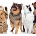 thumbnail image 4 of QPENWEI Lot de 6 porte-addresse étiquettes d'adresse d'identification pour animaux de compagnie chien chat chaton chiot pendentif personnalisé étanche avec étiquette anti-perte pour collier, argen, 4 of 5