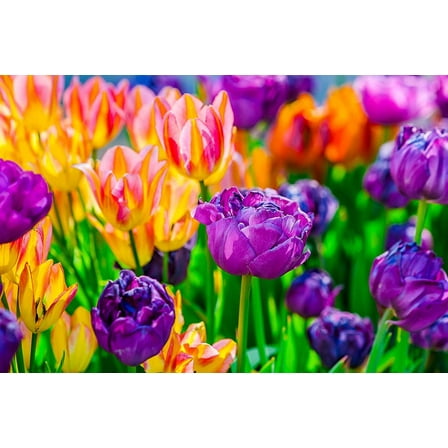 Tulip Bulbs 50 Pack - Purples, Pinks, Oranges Blend - Ships from Iowa - Beautiful Perennial Tulip Flower Bulbs for Planting