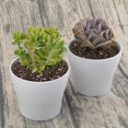 thumbnail image 5 of Plastic Planters Indoor Set of 8 Flower Plant Pots Decorative Gardening Pot with Drainage and Saucer for All House Plants, Herbs, Foliage Plant, and Seeding Nursery Pots (4.7", White), 5 of 8