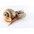 thumbnail image 2 of Seashells Wall Mural Decal Sticker, Wallmonkeys Peel & Stick Vinyl Graphic (48 in W x 36 in H), 2 of 4