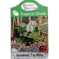 thumbnail image 2 of Tiny White Arrowhead Plant - Syngonium - Nepthytis - 2.5" Pot - Fairy Garden, 2 of 2