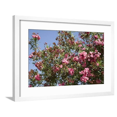 Spain, Andalusia, Cordoba, Alcazar of Cordoba (Alcazar de los Reyes Cristianos), Flowers Framed Print Wall Art By Samuel Magal