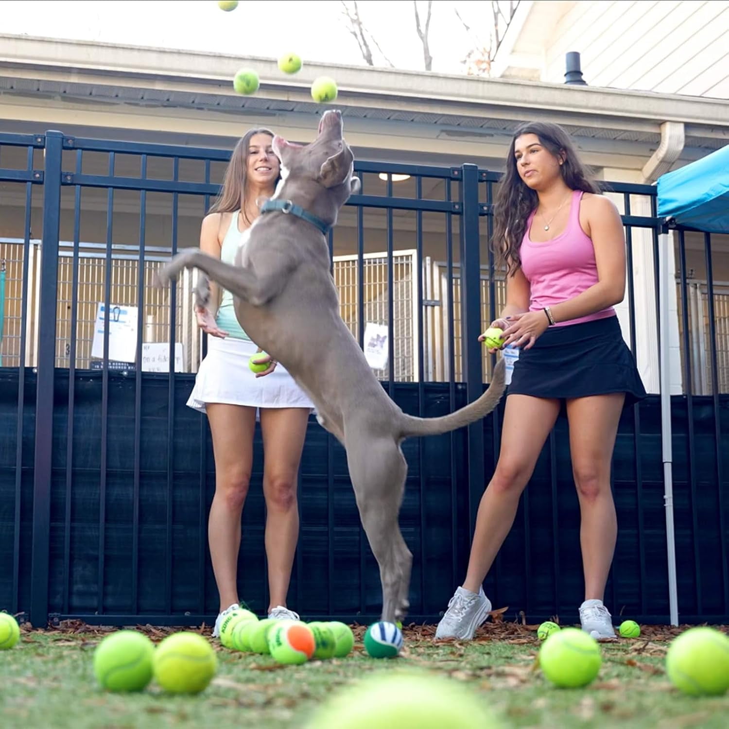 Bulk Tennis Balls for Beginner – 30/60/120 Pack High Elasticity Practice Tennis Balls with Mesh Bags, Portable for Pet Dog Outdoor Playing, Training, Fetching