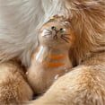thumbnail image 1 of Pet Hair Storage Box Transparent Keepsake Container for Cat Fur DIY Decoration Memorial for Pet Lovers Display,A, 1 of 5