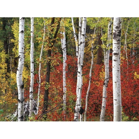Custer State Park Black Hills - Trees in Autumn, Black Hill Area, Custer State Park, South Dakota, USA Print Wall Art By Walter Bibikow