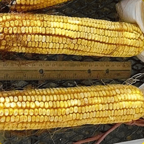 Everwilde Farms 100 Reids Yellow Dent Corn Seeds Gold Vault Jumbo