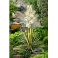 thumbnail image 7 of Yucca 'Color Guard' - Variegated Adam's Needle- Live Starter Plant, 7 of 7