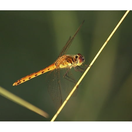 - LAMINATED POSTER Animal Dragonfly Nature Wing Yellow Eyes Sit Poster Print 24 x 36