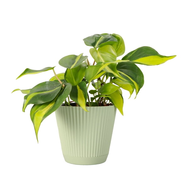 Live Brazil Philodendron Plant - Fast Growing - 4" Decorative Pot Cover - Thorsen's Greenhouse
