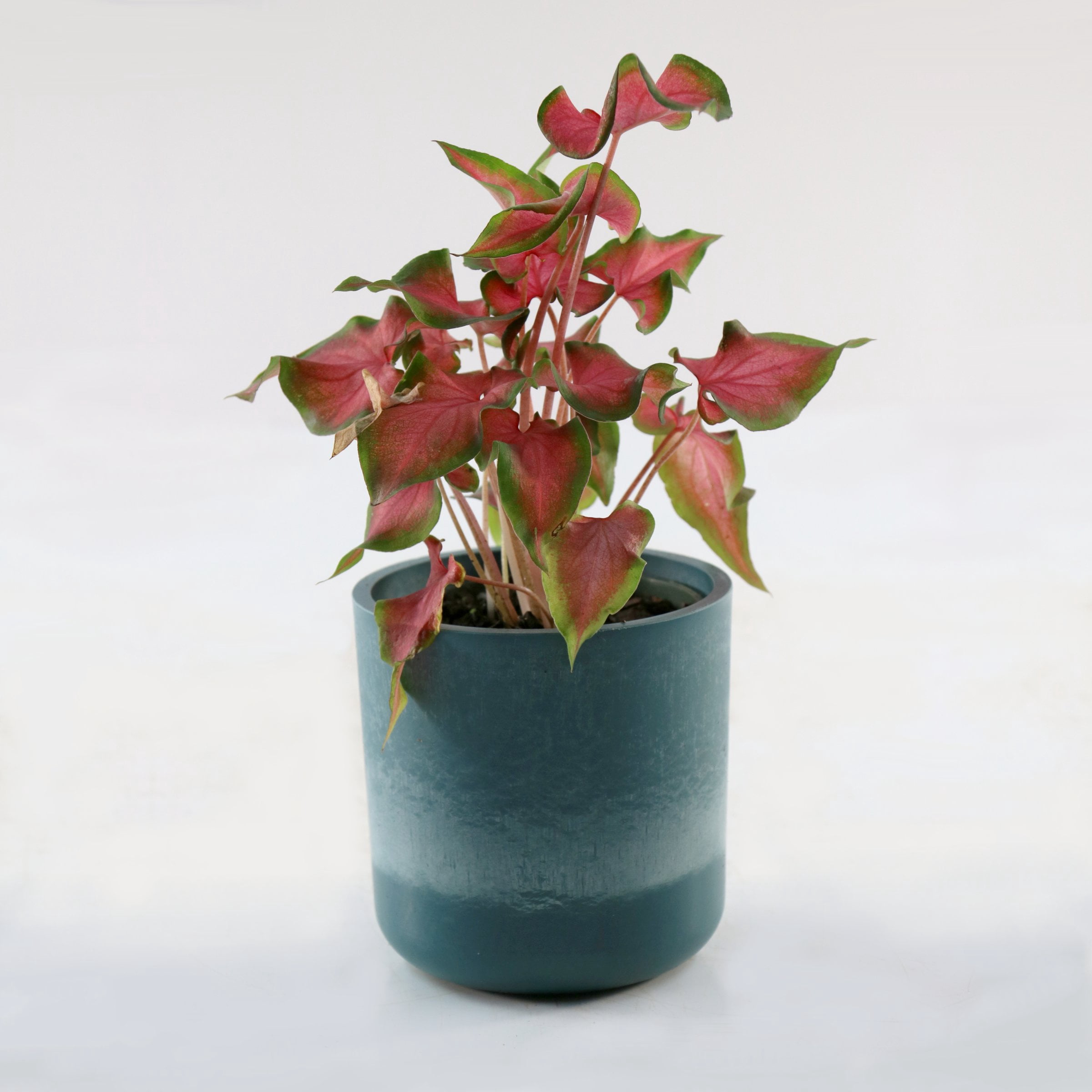 4 in. Caladium Fairytale Princess Plant in Grower Container (3-Pack)