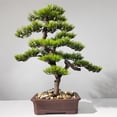 thumbnail image 4 of Árbol de bonsái artificial de estilo chino con madera realista y plantas falsas de maceta de cerámica for oficina en casa, 4 of 5