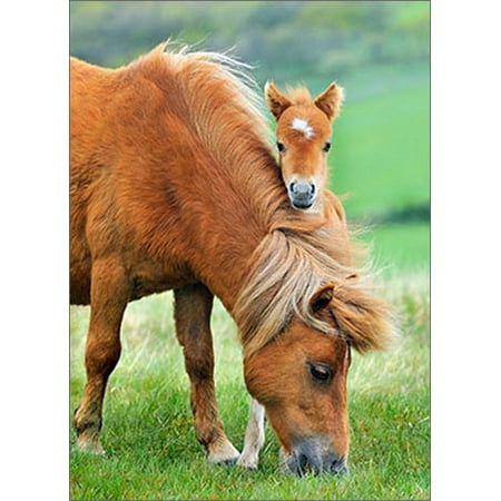 - Avanti Press Mother And Colt Horse Blank Note Card