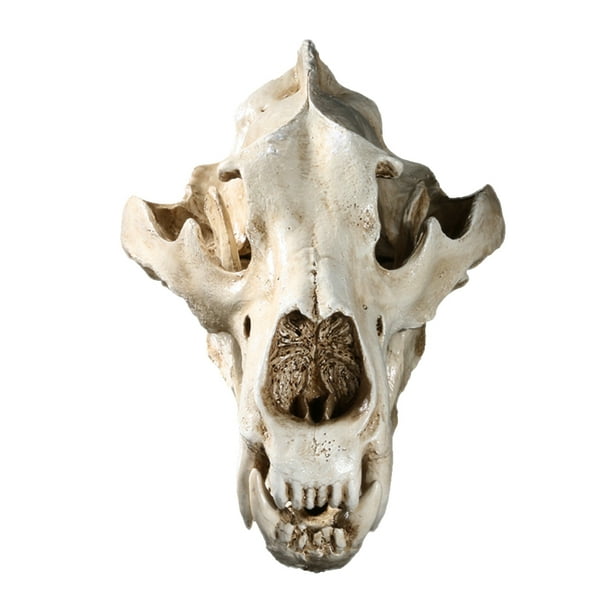 Colección de Modelos de Cabeza de Réplica de Cráneo de Resina de Oso Polar Blanco, Decoración de Bar para El Hogar Sunnimix Modelo de resina