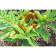 thumbnail image 5 of Pepper LunchBox Live Plant Certified Organic 3.5 inch pot, 5 of 5