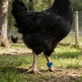 thumbnail image 2 of Sky Blue Chicken Leg Bands Set Of 50 Numbered Poultry Identification Rings Clip On For Farm 16Mm Plastic, 2 of 6