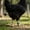 Sky Blue, variant on 50 Pack Numbered Poultry Leg Bands, 0.6 Inch Plastic ID Rings For Chickens Ducks And Geese, Clip-On Open Identification Tags For 1 To 4 Lbs Birds