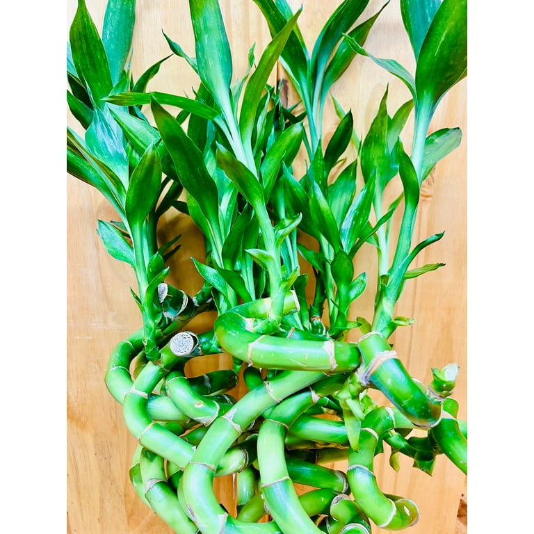 Live Lucky Bamboo 12” Spiral Shape Bamboo Plant