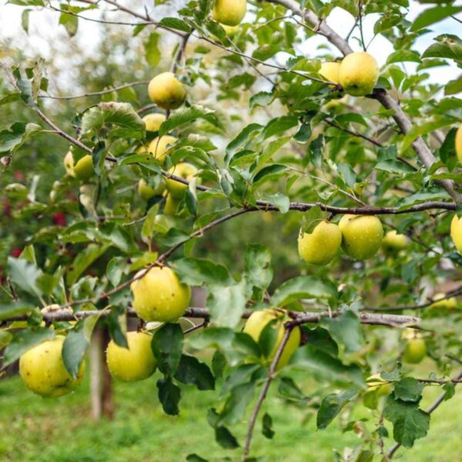 Expert Gardener 3-4 ft tall Golden Dorsett Semi-Dwarf Apple Live Tree in 7-Gallon Grower Pot