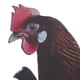 thumbnail image 4 of Arte De Patio De Pollo, Estacas Decorativas De Gallina De Jardín Realistas De Colores Brillantes Para Patios, 4 of 7