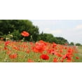thumbnail image 2 of Poppy, Flanders, 200+ Seeds, Stunning Bright Red Flower, Great Poppies, 2 of 5