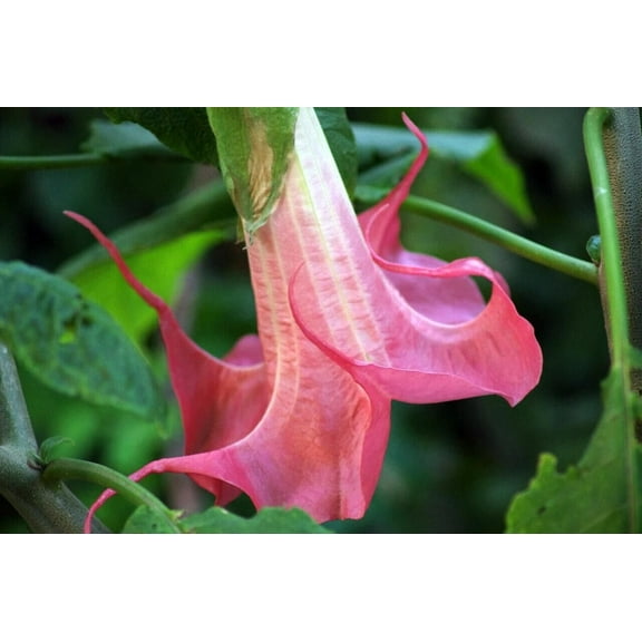 10 Bubble Gum Angel Trumpet Seeds