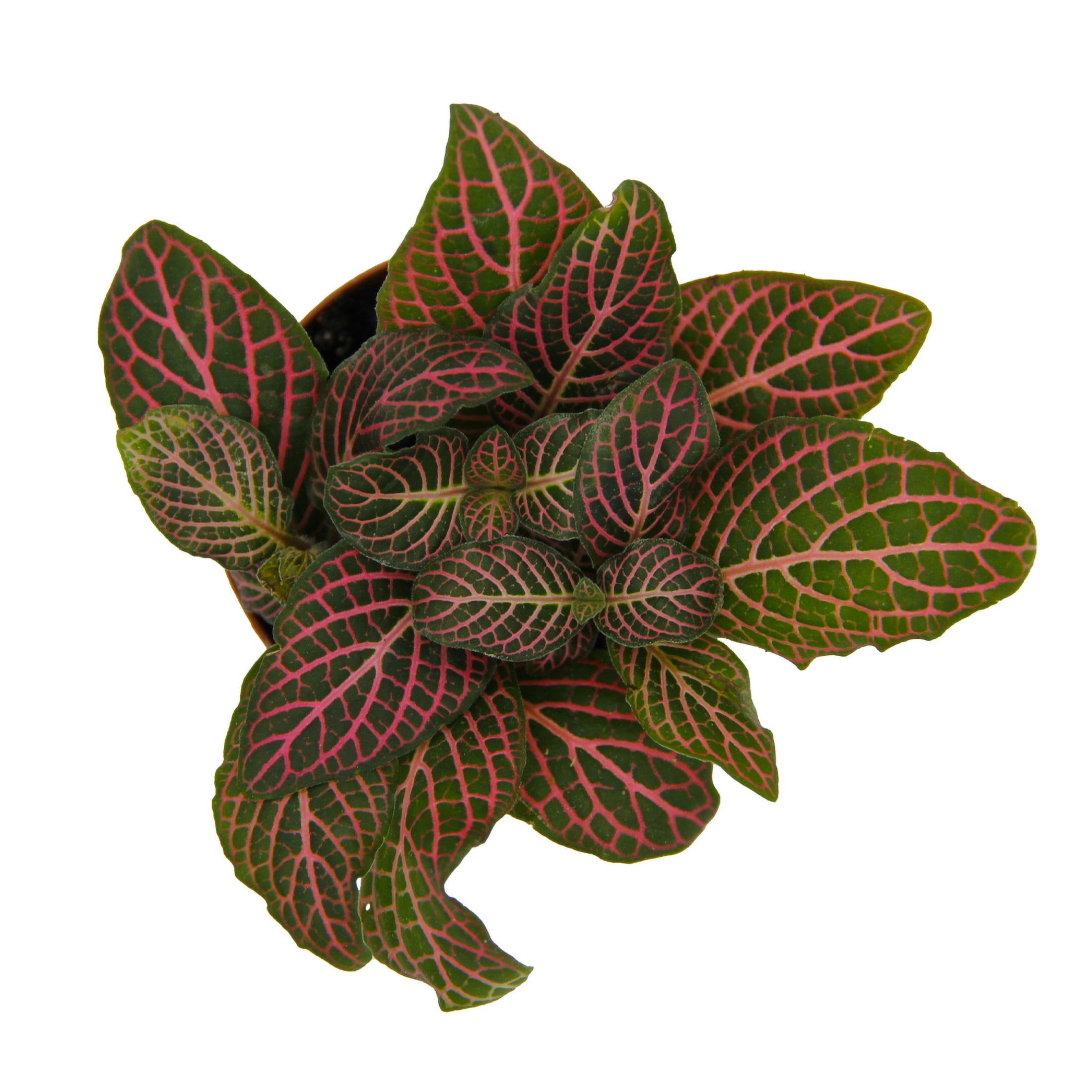 ReptiCulture Pink Fittonia Tropical 2" Pot 3 pk
