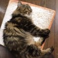 thumbnail image 3 of Flmtop Unique Toast Lavable Chat Chien Matelas Doux Chaud Tapis de Lit pour Animaux de Compagnie, 3 of 8