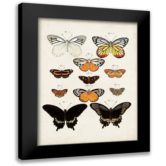 Vision Studio 12x14 Black Modern Framed Museum Art Print Titled - Vintage Butterflies III