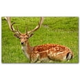 thumbnail image 1 of Picture-Tiles.com: Deer Ceramic Tile Wall Mural WAL500461-53L. 40"W x 24"H using (15) 8" x 8" Ceramic Tiles-Satin Finish, 1 of 3