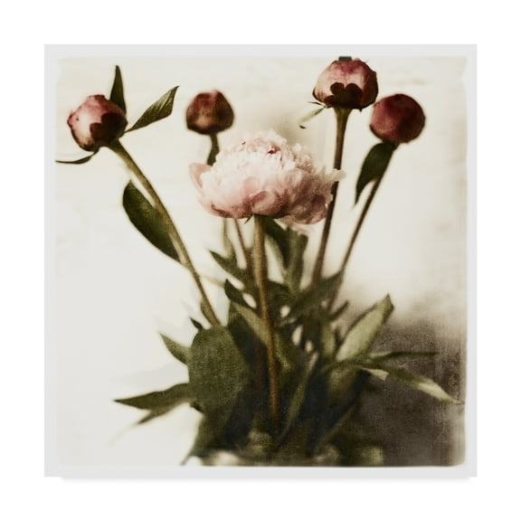 Trademark Fine Art 'Floral Peonies White Soft' Canvas Art by Michael Harrison