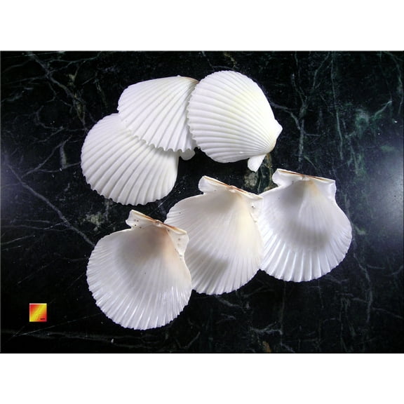 Set of 12 White Gulf Scallop Shells (about 2" / 50mm) Crafts Beach Decor Beach Wedding