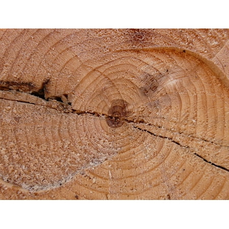 Wood Grained Cross - LAMINATED POSTER Tribe Cross Section Lumber Grain Wood Log Poster Print 24 x 36