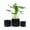 Black, variant on UMIAMOY Modern Cylinder Set of 3 Ceramic Flower Pots,5.7+7.0+8.6 inch Plant Pots with Drainage Holes and Saucer,Indoor Outdoor Planters for Home Patio Garden Decoration