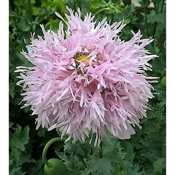 Lilac Pompom Poppy Seeds Hummingbirds Butterflies Non-GMO Peony Papaver Laciniata 100 Seeds