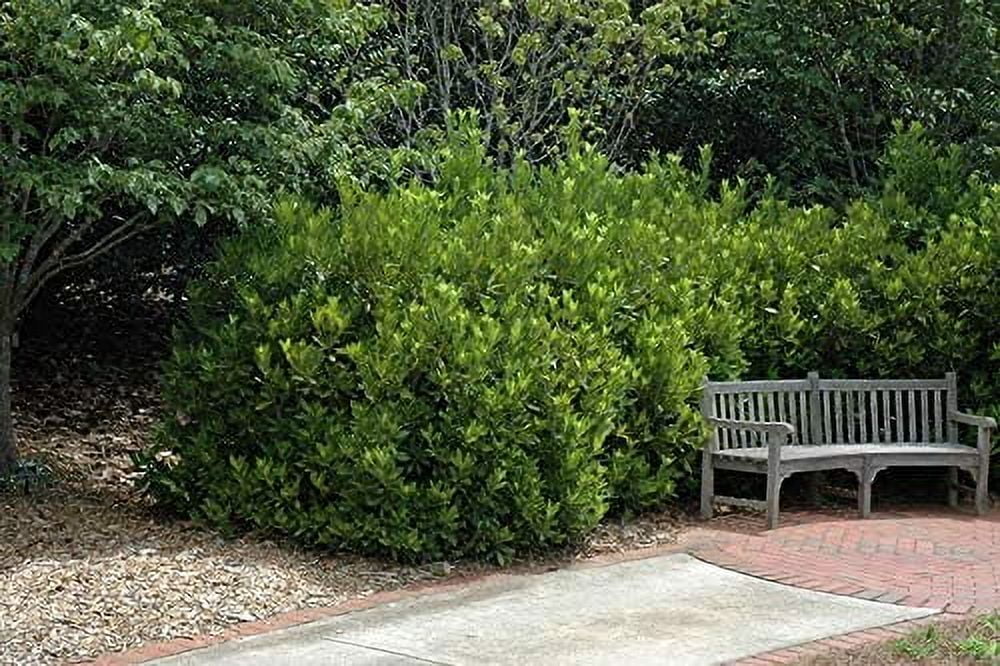 Anise Forest Green - 3 Live Plants - Illicium Parviflorum - Shade Loving Evergreen Hedge
