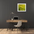 thumbnail image 3 of Gulin, Sylvia 16x15 White Modern Wood Framed Museum Art Print Titled - USA-Washington State-Bellevue Ginkgo Tree in Autumn colors, 3 of 4