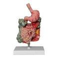 thumbnail image 1 of Modelo del digestivo humano, modelo de duodeno de rectum duodenum enseñanza enseñanza de la enseñanza d educativo para de, 1 of 8