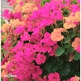 thumbnail image 4 of 100 Nasturtium Seeds Tropaeolum majus Edible Flowers and Leaves - Spicy Flavor - Pepper Substitute Mixed Colors, 4 of 11