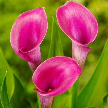 Lipstick Calla Lilies Flower Bulbs - 3 Lily Bulbs per Pack - Attracts Butterflies and Hummingbirds - Deer Resistant - Good as Cut Flowers - Grows Well In Containers - Perennializing - Live Garden