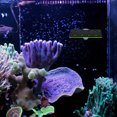 thumbnail image 4 of GOOHOCHY Soporte Para Coral En Acuario Material Acrílico Para Cultivo Y, 4 of 8